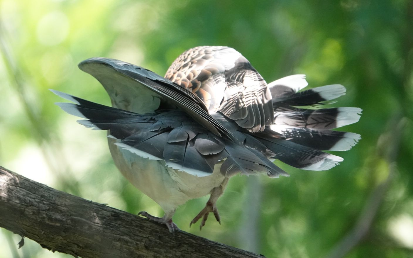 活动  梳理羽毛的斑鸠2