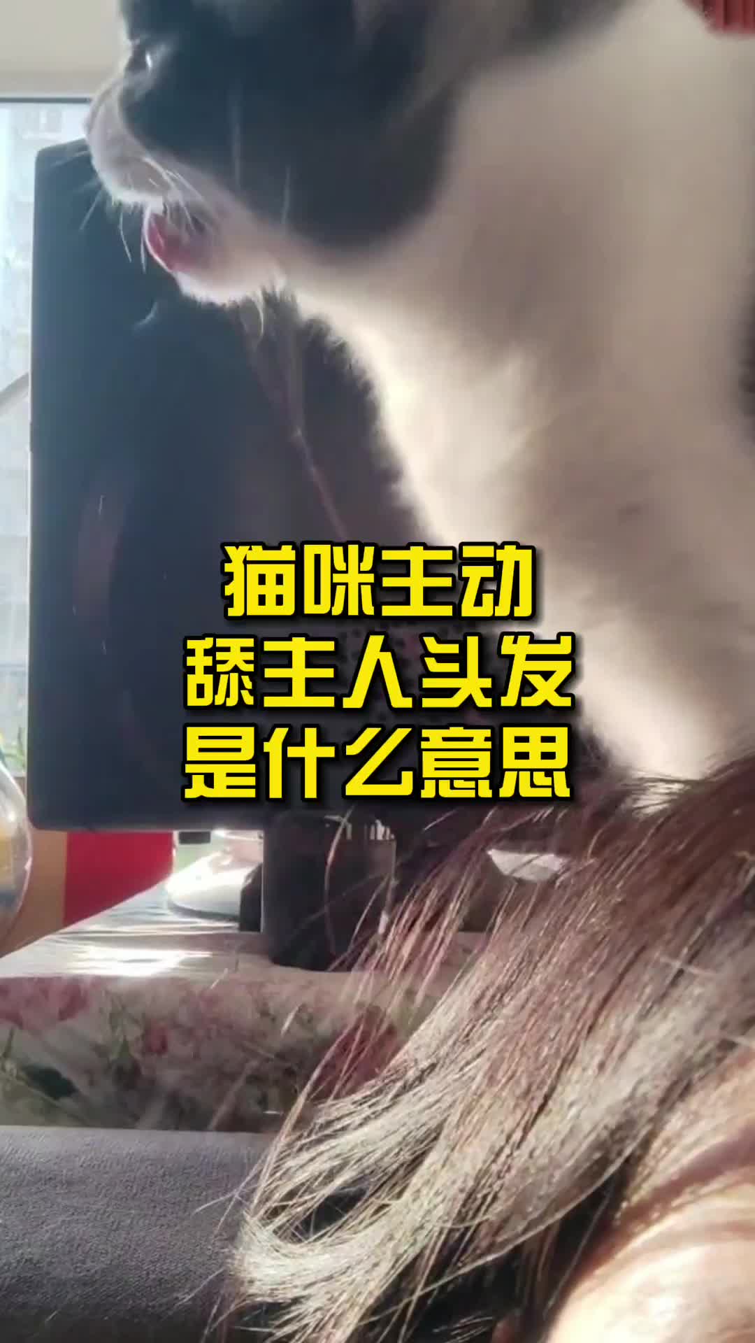 猫咪主动舔主人头发是什么意思哔哩哔哩bilibili