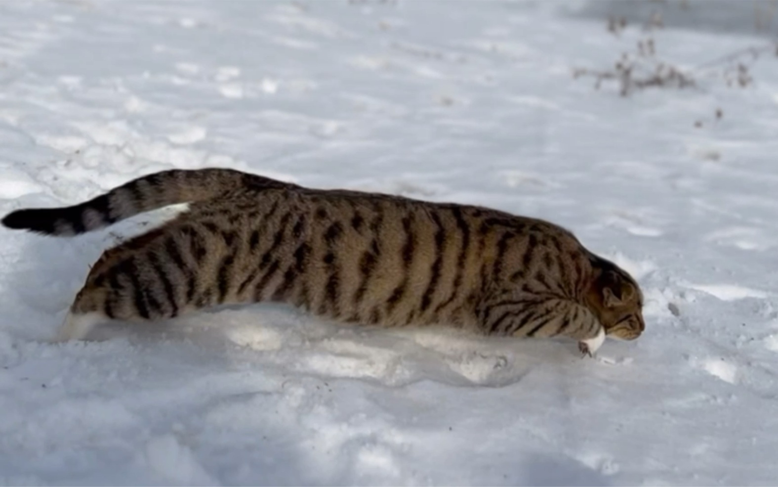 雪地捕猎追踪哔哩哔哩bilibili