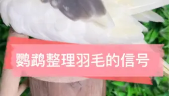 鹦鹉经常整理羽毛你知道是什么意思吗？