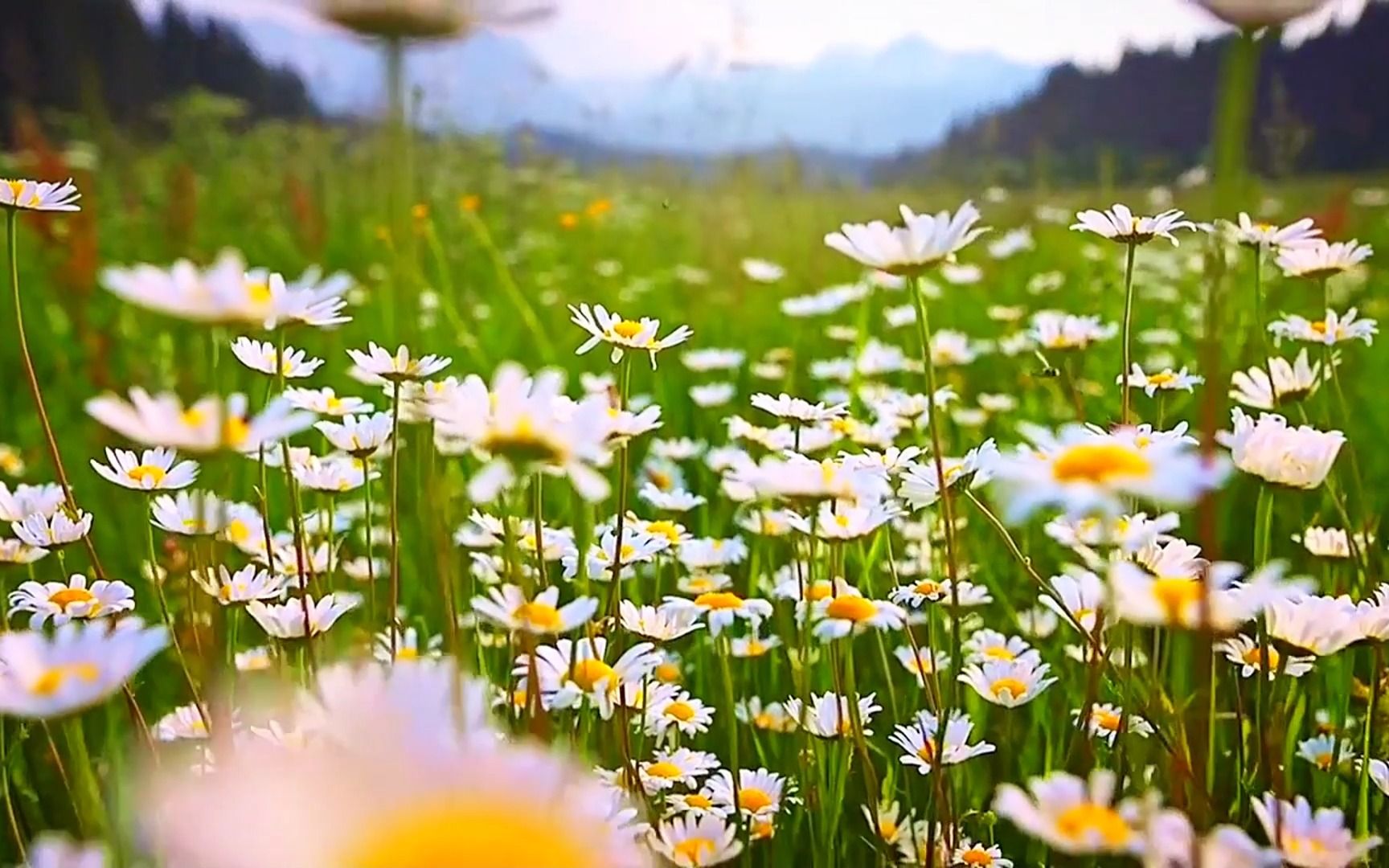 [图]花开不并百花丛，独立疏篱趣未穷