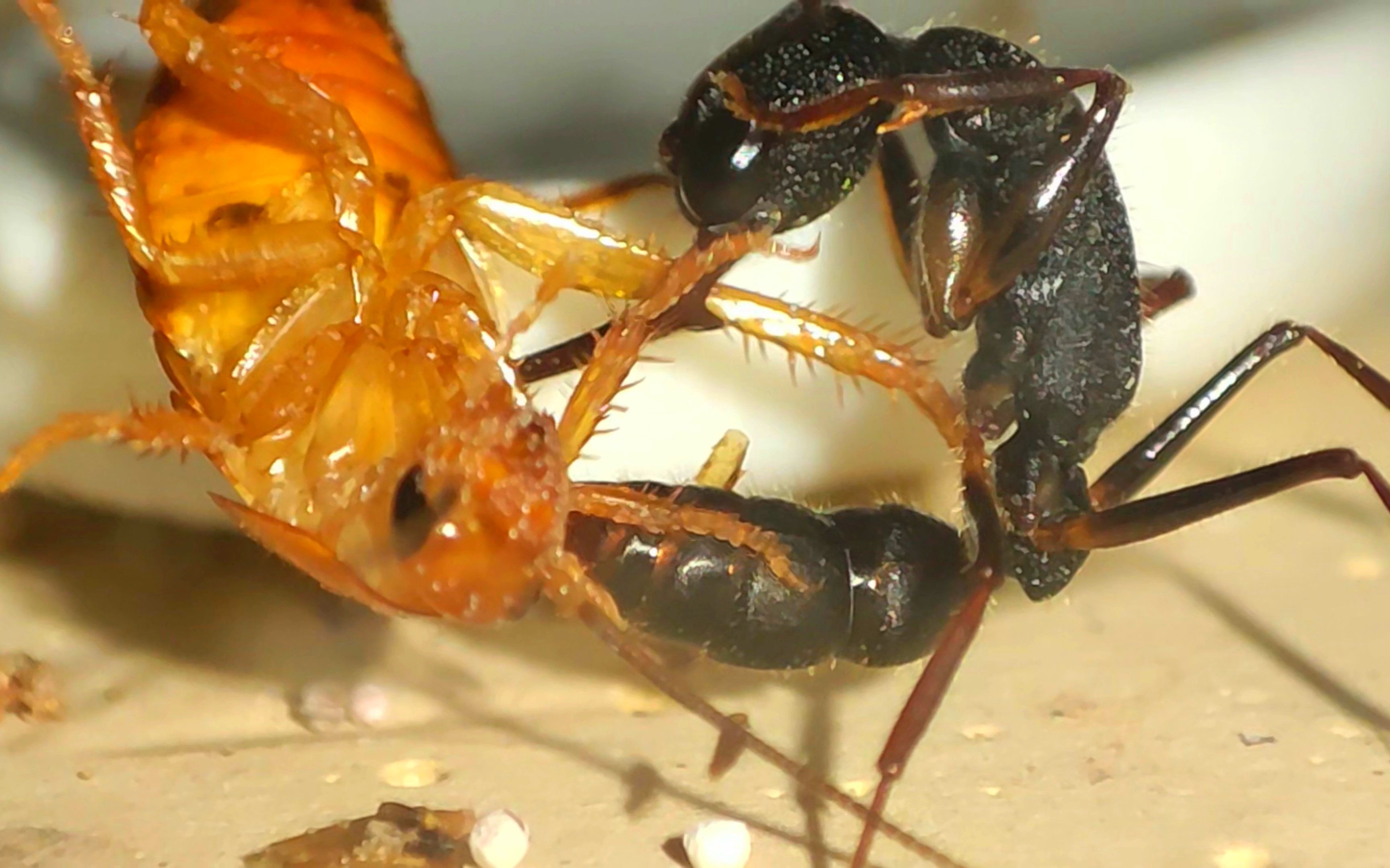 螞蟻給蟑螂打了一針要你命三千