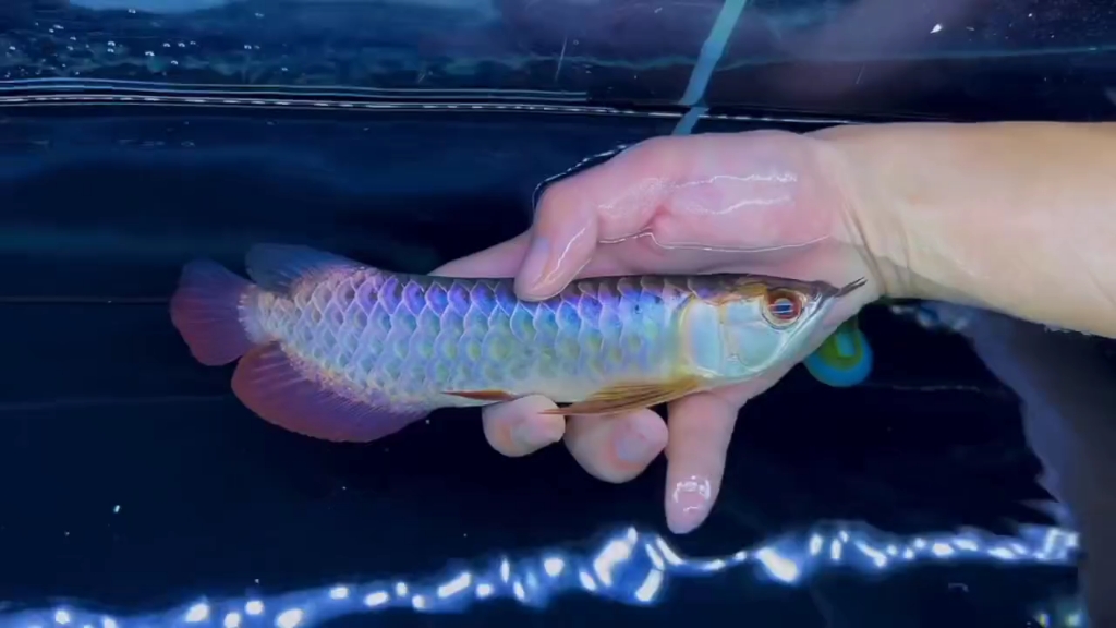 精品古典蓝底过背金龙鱼