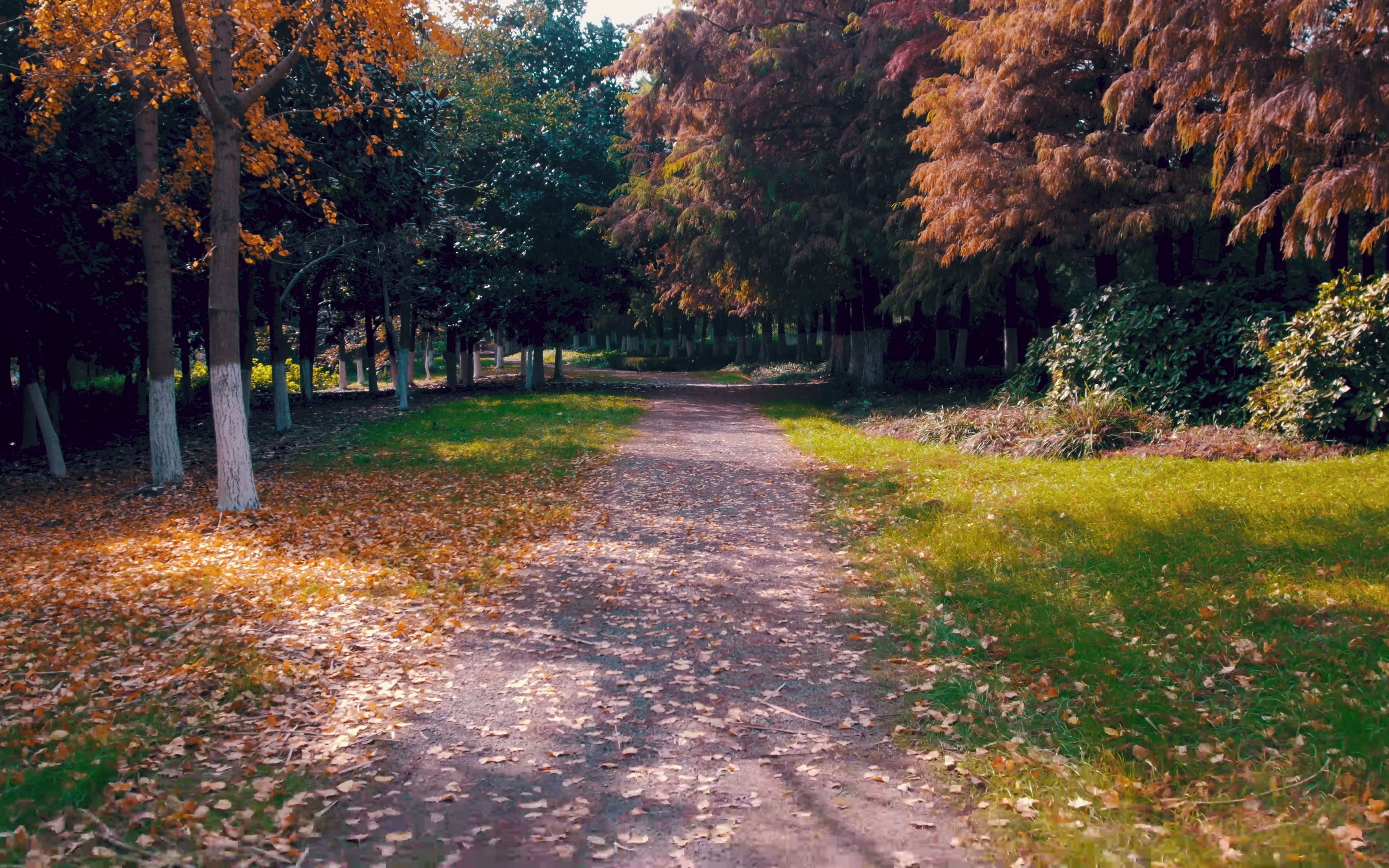 偶然间发现这段林间小路,在冬日的午后伴随着温暖的阳光走这么一段路