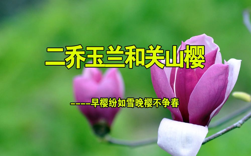 [图]两种颜色的玉兰花见过没？早樱纷如雨渐无，晚樱却悄然绽放