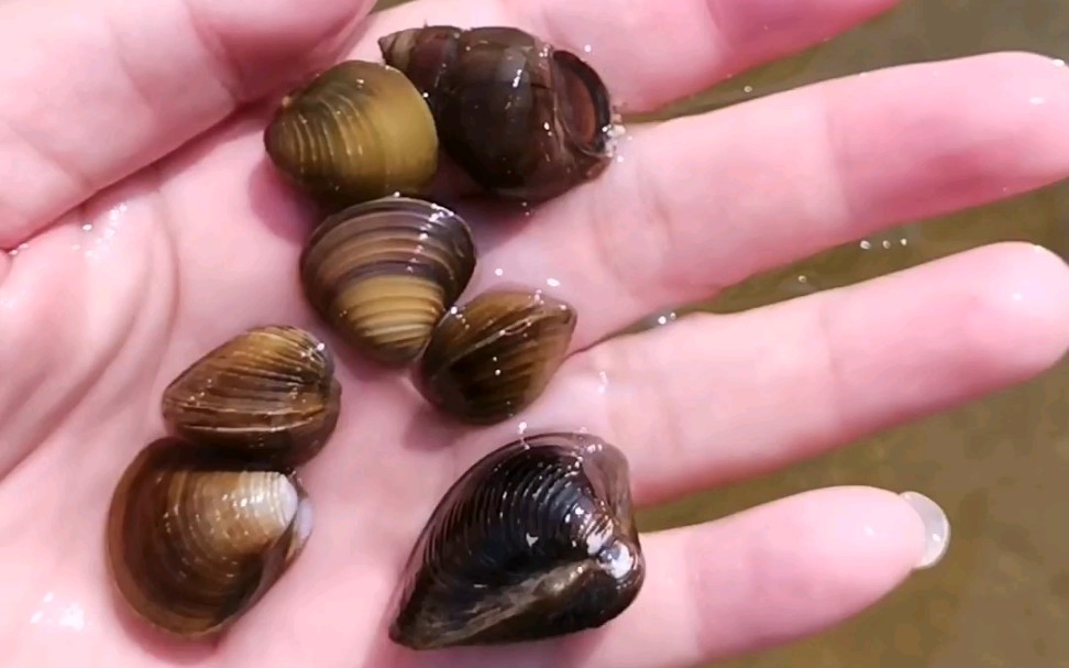 河边真的好多螺捡