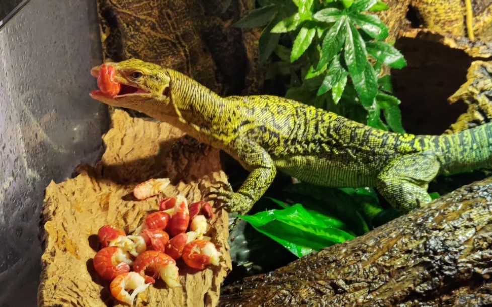 吃的比我好系列—黄头巨蜥吃小龙虾尾