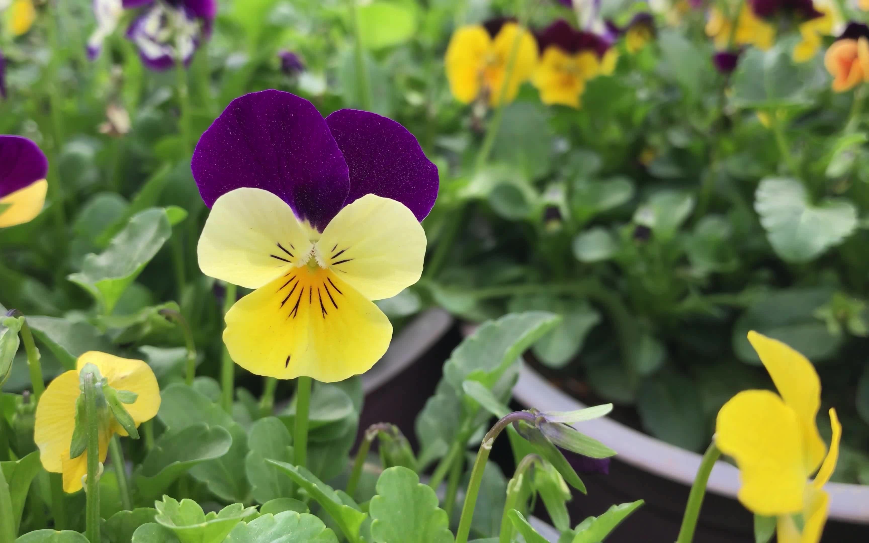 4k花朵实拍特写