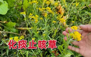 Download Video: 农村菜地边长的“化痰止咳草”它用途特别厉害，快来认识并了解下