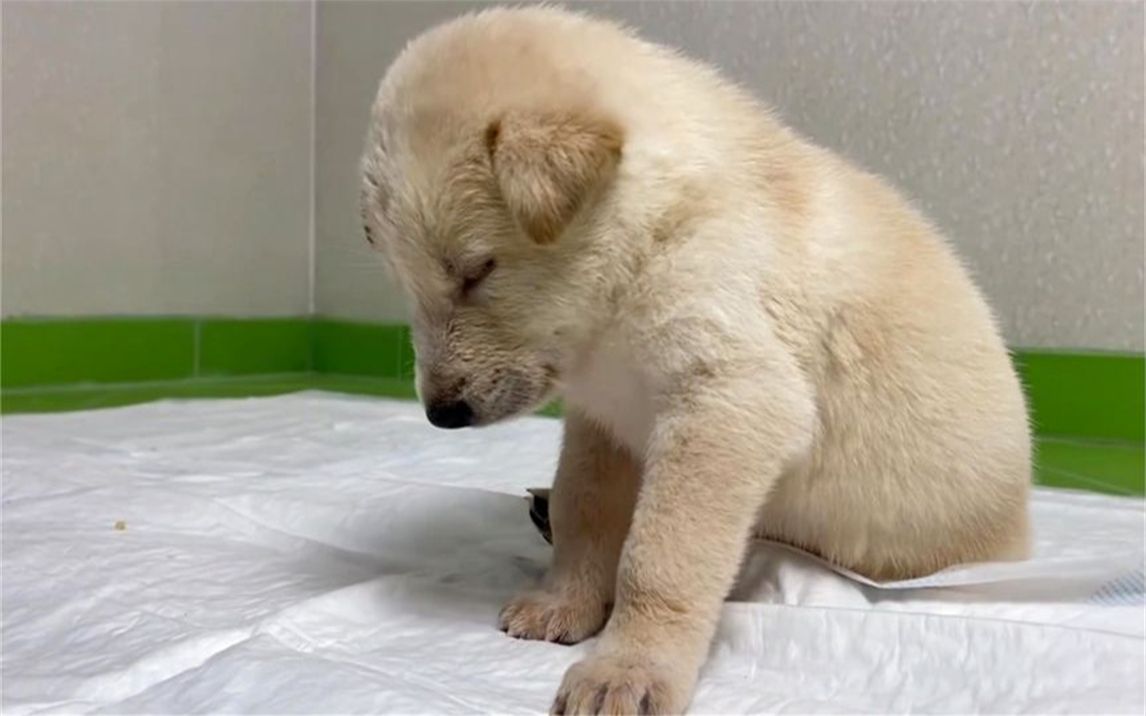 小奶狗突然犯困,下一秒一头栽倒在地,镜头记录搞笑画面!