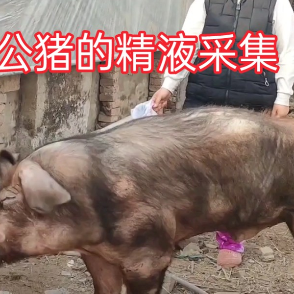 种公猪的精液采集！_哔哩哔哩_bilibili