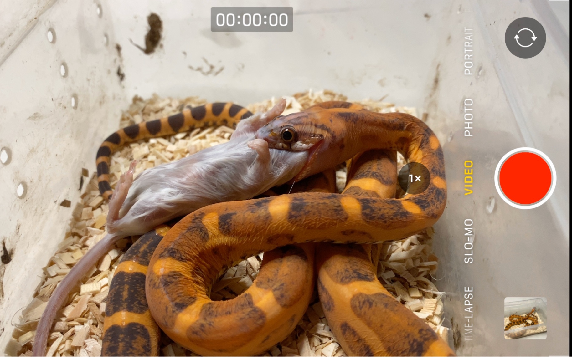 4k60帧全网最高清无鳞玉米蛇喂食记录