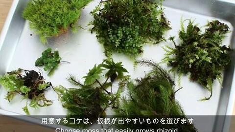 苔壁のある苔テラリウムの作り方 水槽にコケの壁をつくる 10 How To Make A Moss Wall In A Terrarium 10 You 哔哩哔哩