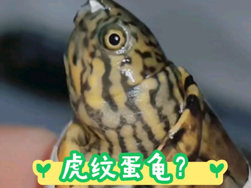 "虎纹蛋龟"?