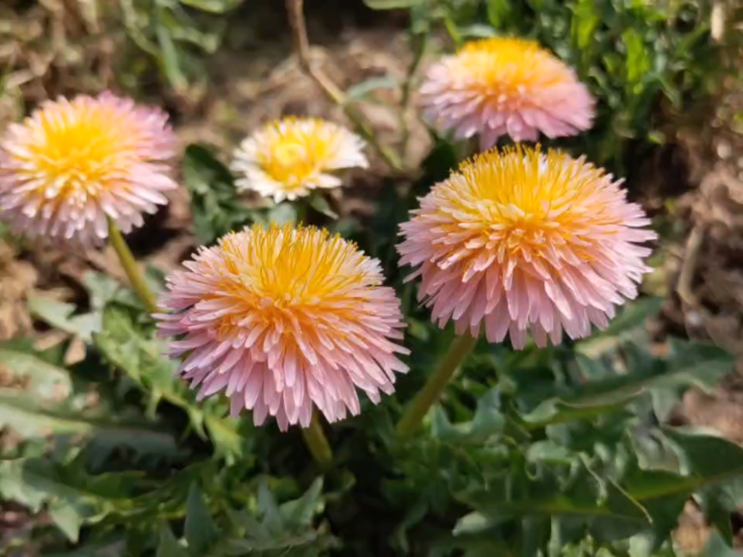 粉色蒲公英/桃色蒲公英