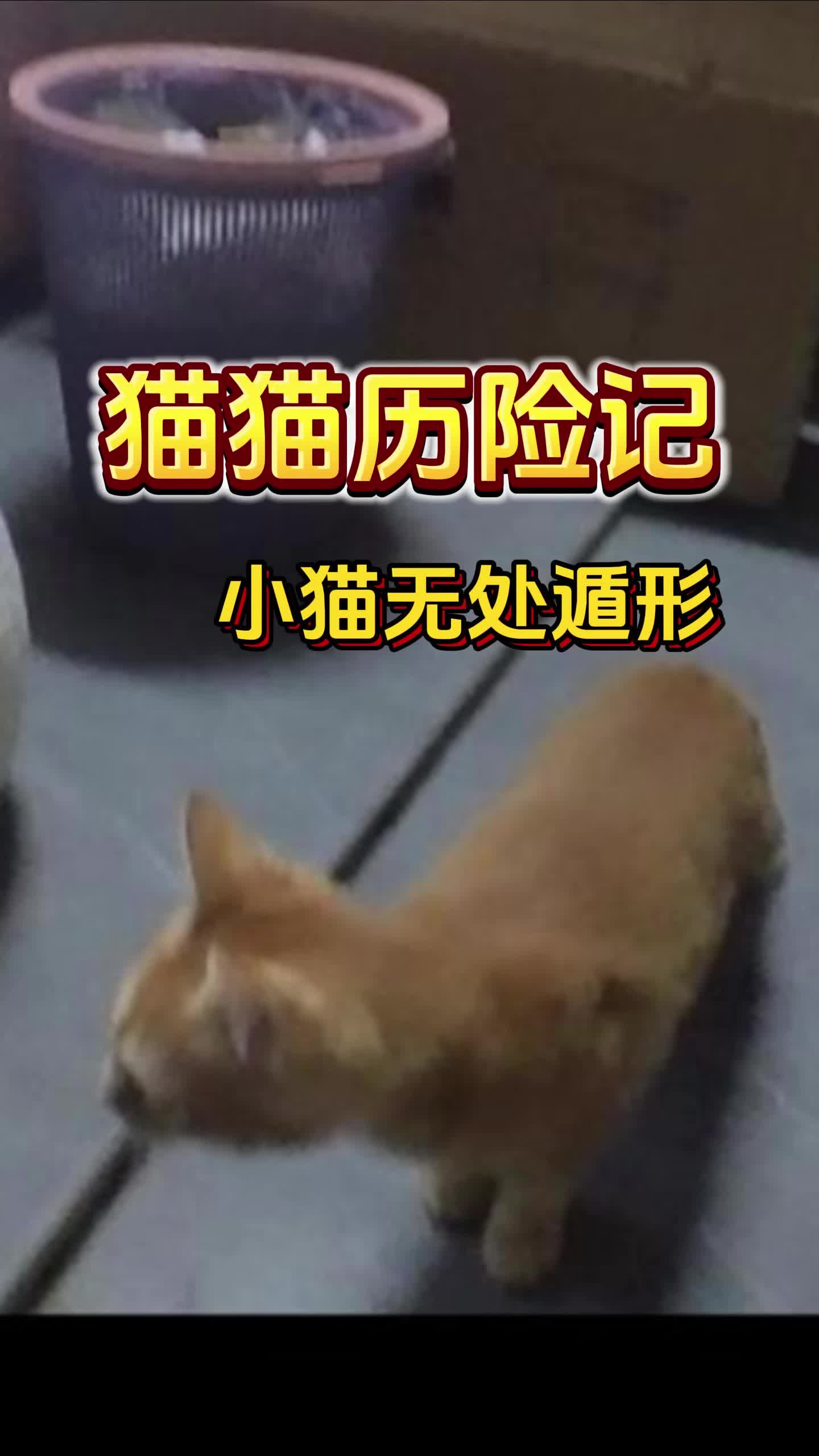 上海找猫丨有我们在猫咪哪里逃哔哩哔哩bilibili