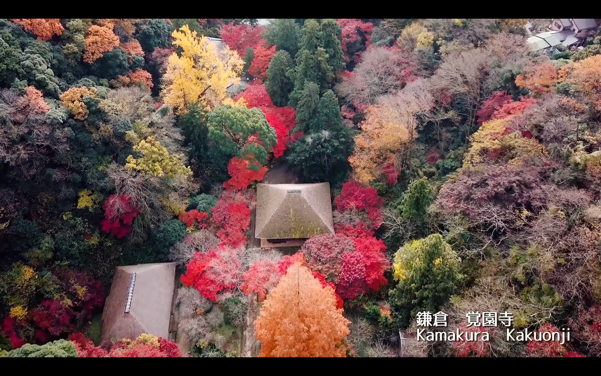 [4K]秋日漫步 镰仓觉园寺 KaMaKuRa Kakuonji哔哩哔哩bilibili