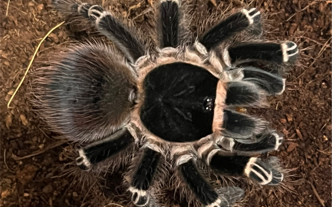 (捕食展示)巴西白膝头捕食地元