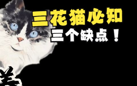 这个品种的猫只有母猫,且弃养率极高.哔哩哔哩bilibili