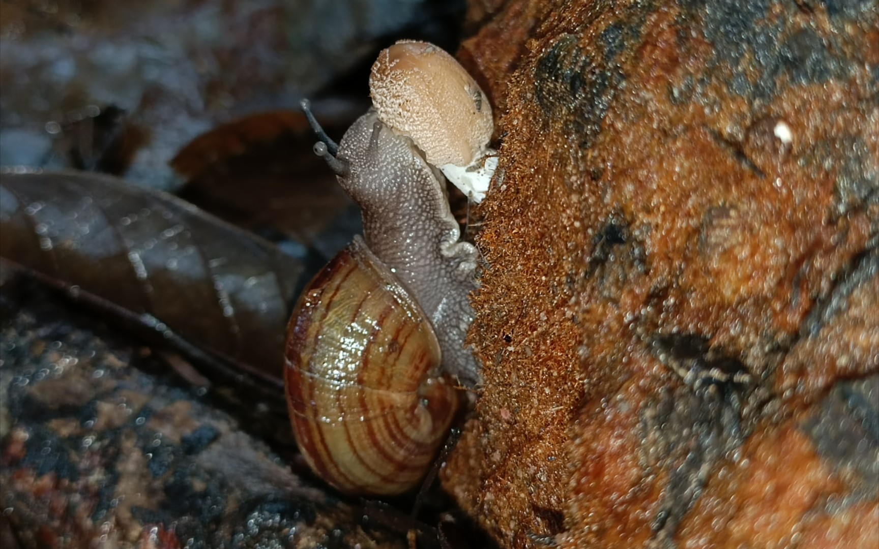 蜗牛大口吃蘑菇,准确说是皱疤坚螺吃辐毛小鬼伞