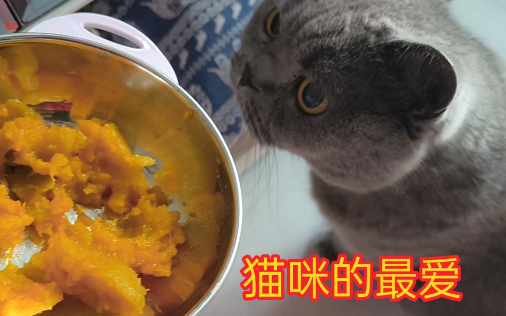 猫咪最爱吃小南瓜.软弱香甜可口哔哩哔哩bilibili