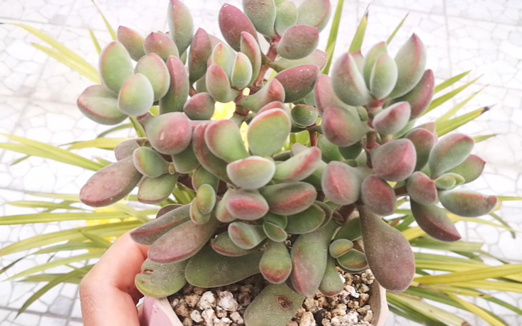 大猫多肉若歌诗真文艺的名字啊