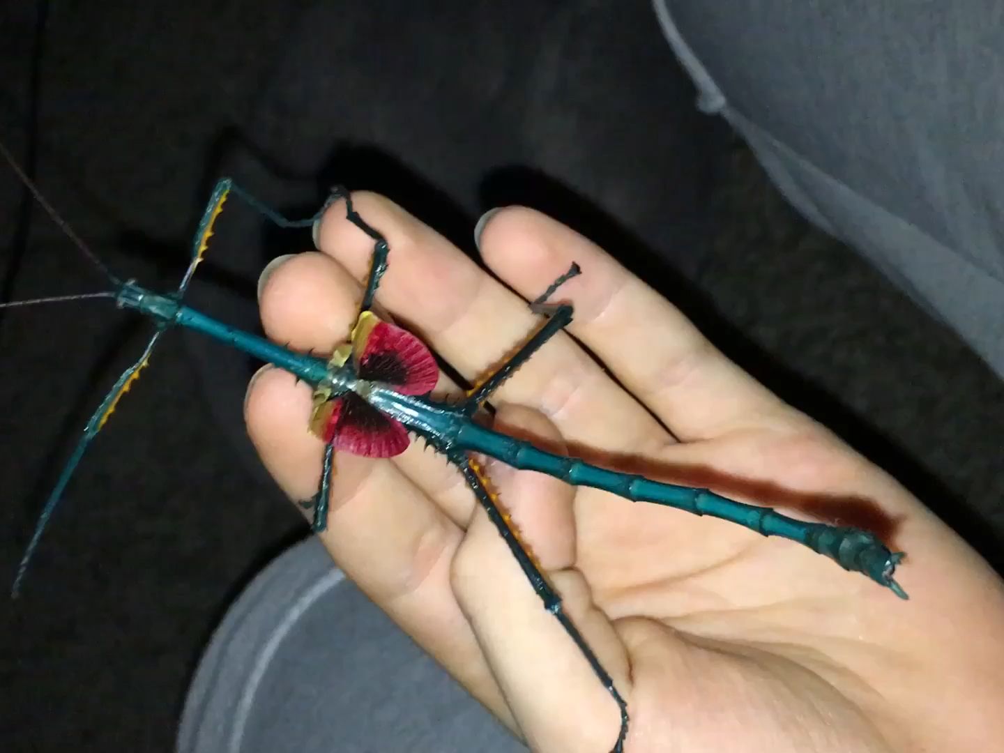 【爬宠】长翅膀的竹节虫