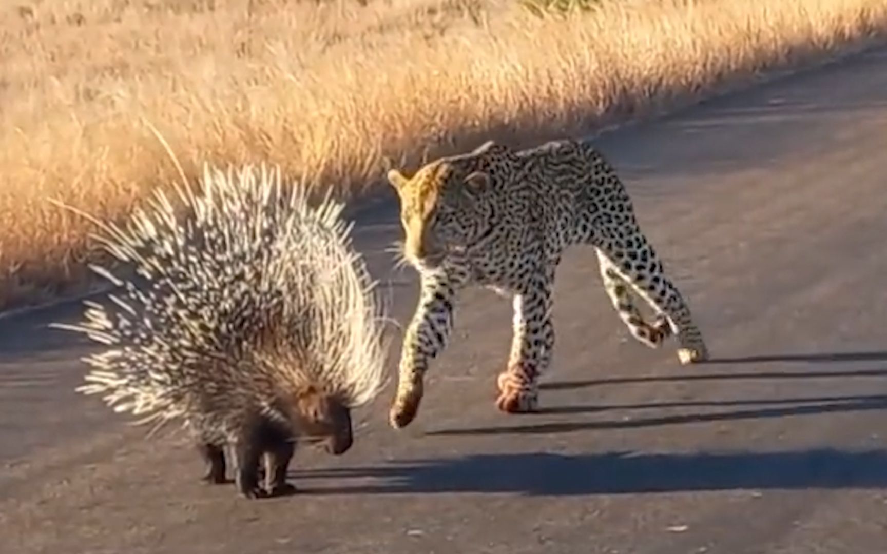 实拍南非豹子捕食豪猪吃瘪现场,爪子被刺得血红后无奈放弃