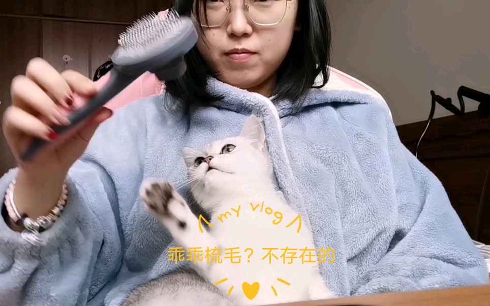 [图]人类驯服小猫咪梳毛的珍贵录像（美短）