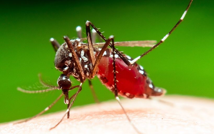 我的国372中国成功研发能过冬的蚊子俄罗斯差点儿就坐不住了