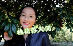 Скачать видео: 桂花落人间，满树清香来#桂花