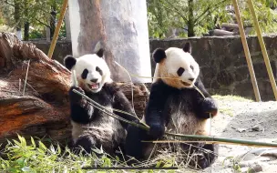 下载视频: 温柔的熊猫妈妈禄禄&一岁半的大佬儿子檂檂 饭桌日常