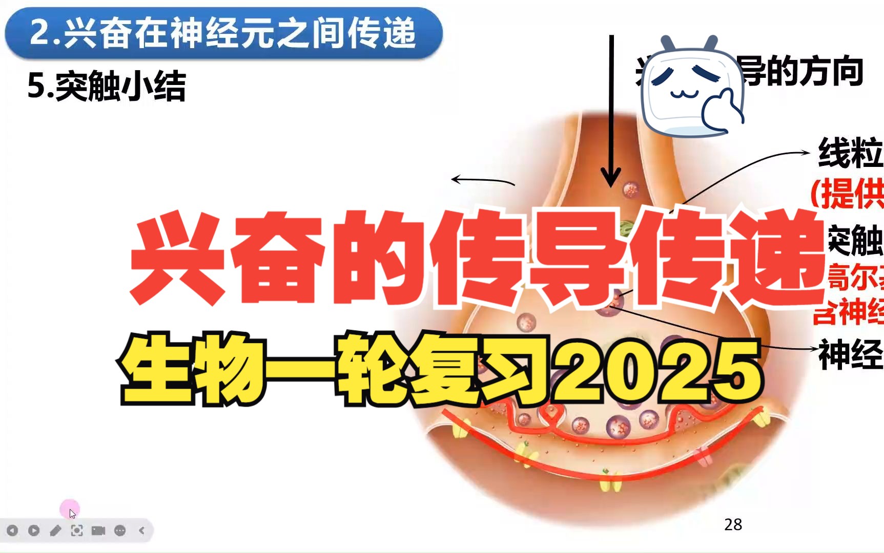 【2025高中生物一轮复习】35讲2神经冲动的产生传导和传递 新高考创新设计全国通用新教材新课标网课必修一必修二选择性必修123哔哩哔哩bilibili