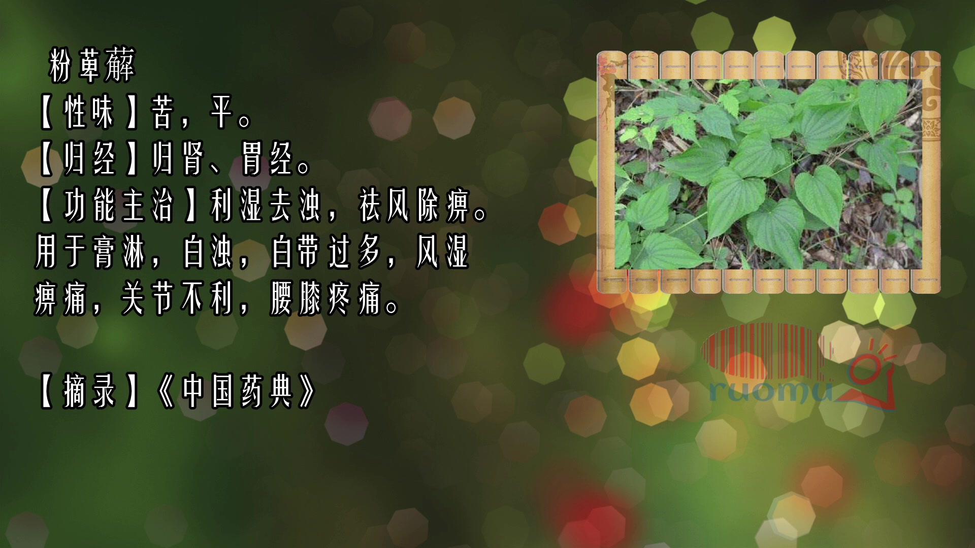 中医药材粉萆薢哔哩哔哩bilibili