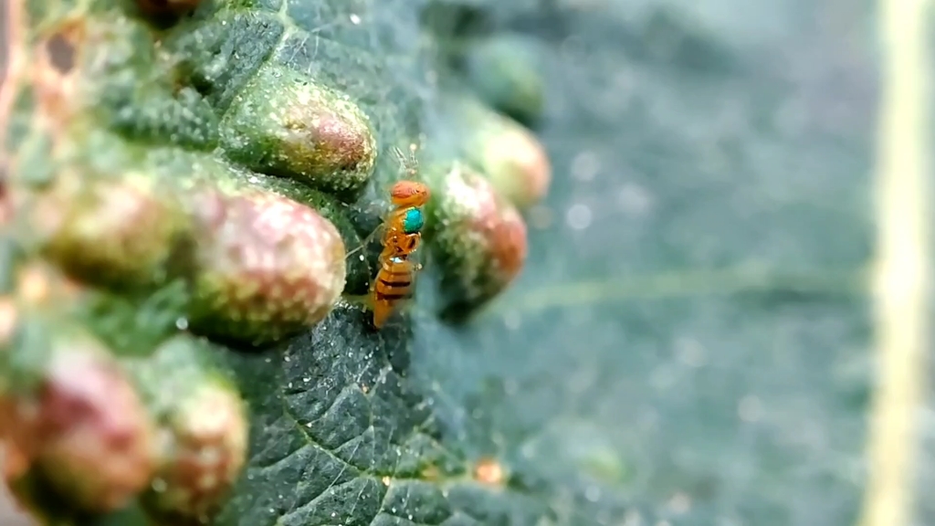 一只姬小蜂的舞蹈