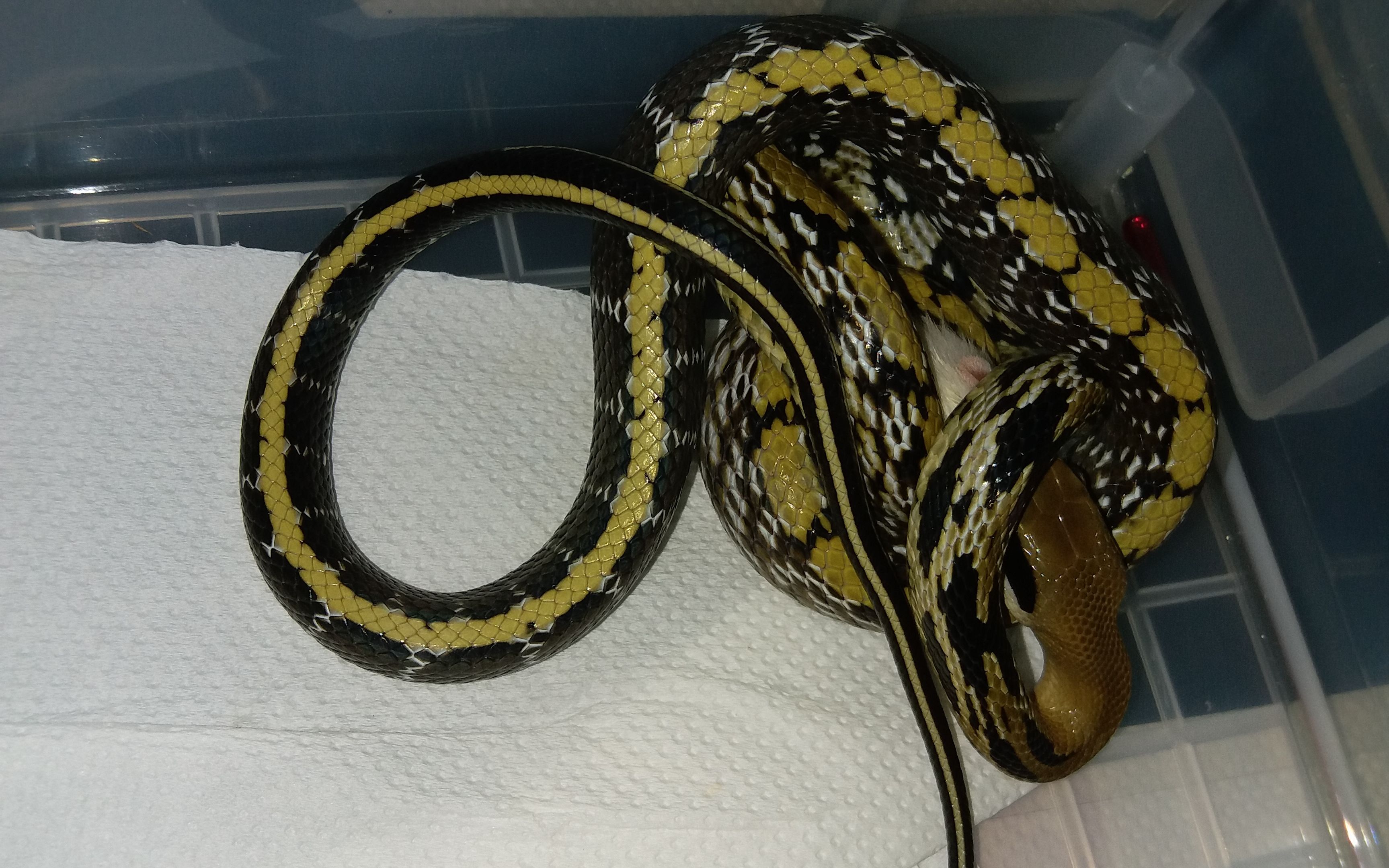 【xilohebi】缅甸黑眉的日常