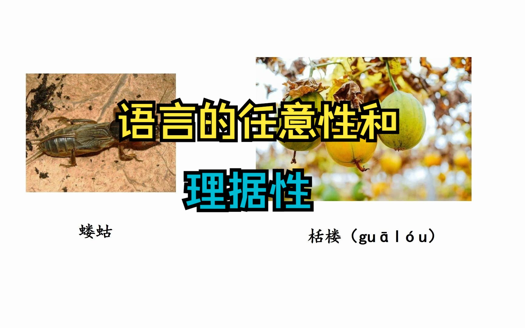 语言的任意性和理据性哔哩哔哩bilibili