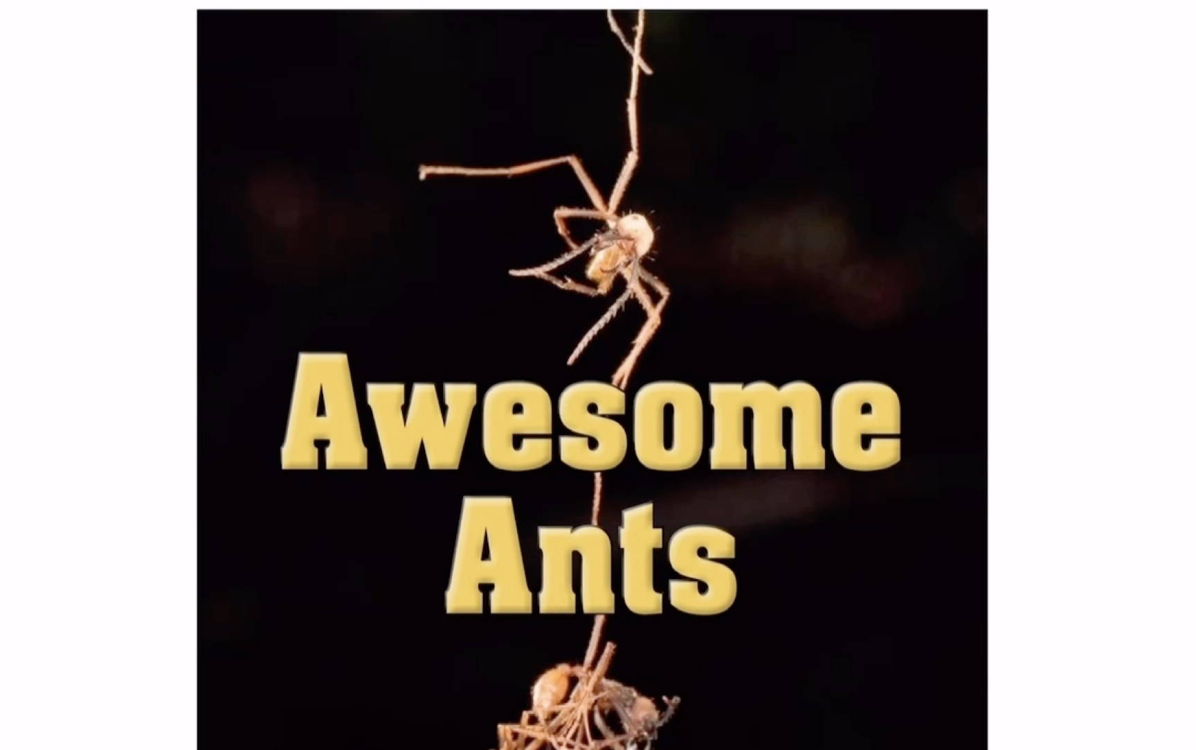 [图]Awesome Ants