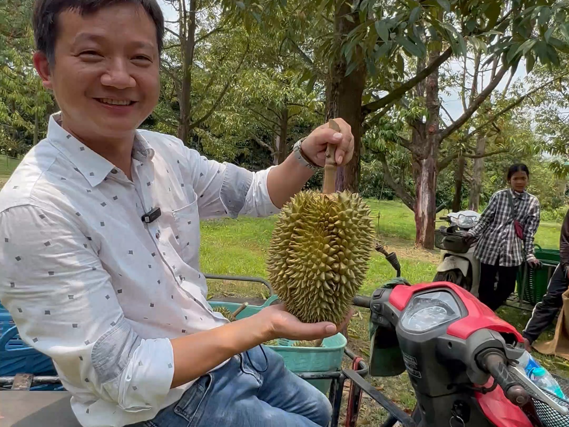今天来到泰国尖竹汶府榴莲园采摘现场,工人在忙忙碌碌采摘,我们过来给