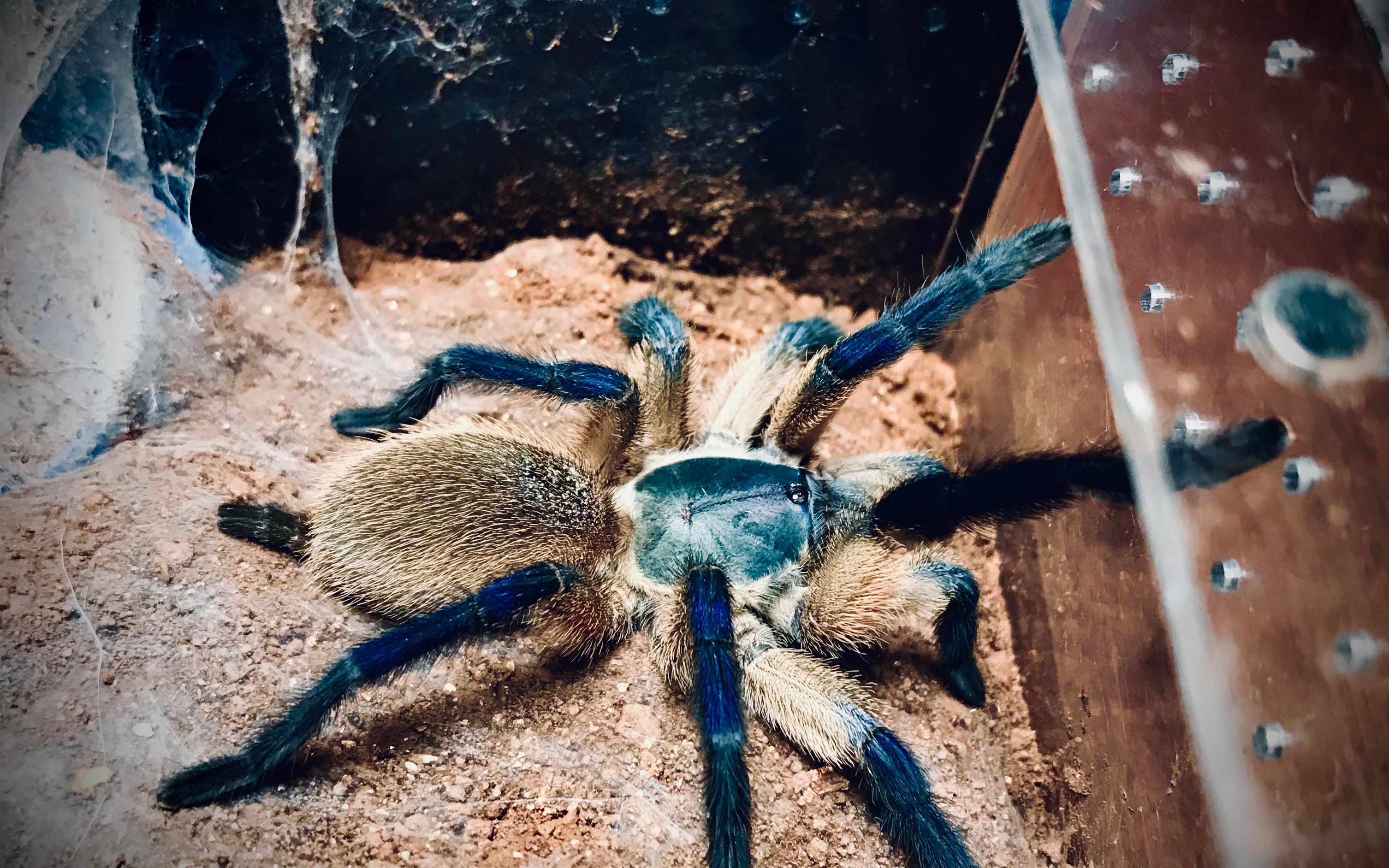 梦幻蓝巴布压成母捕食_哔哩哔哩_bilibili