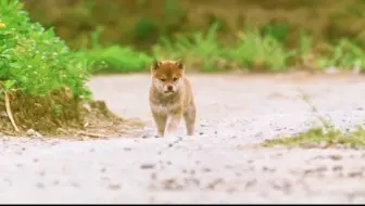 爱犬的奇迹 狗狗在地震中勇救主人一家 还差点失去自己的3个孩子 太感人了 哔哩哔哩 Bilibili
