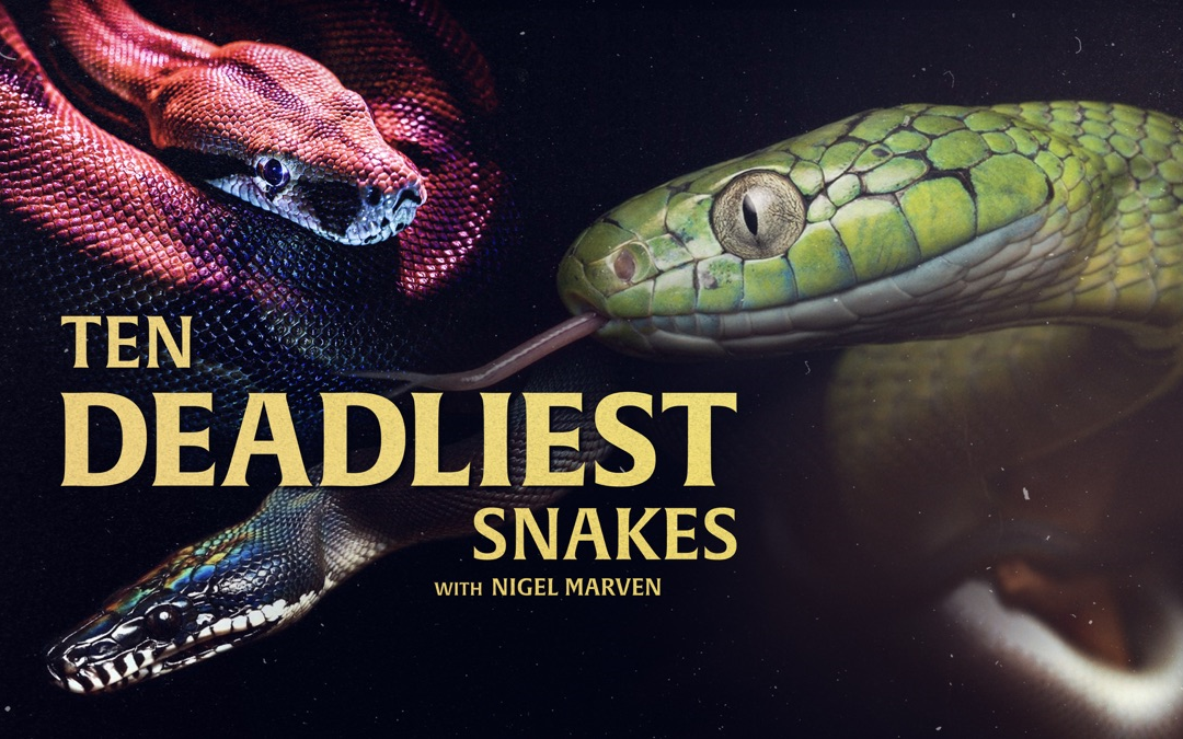 [图]十大毒蛇 第一季 Ten Deadliest Snakes with Nigel Marven