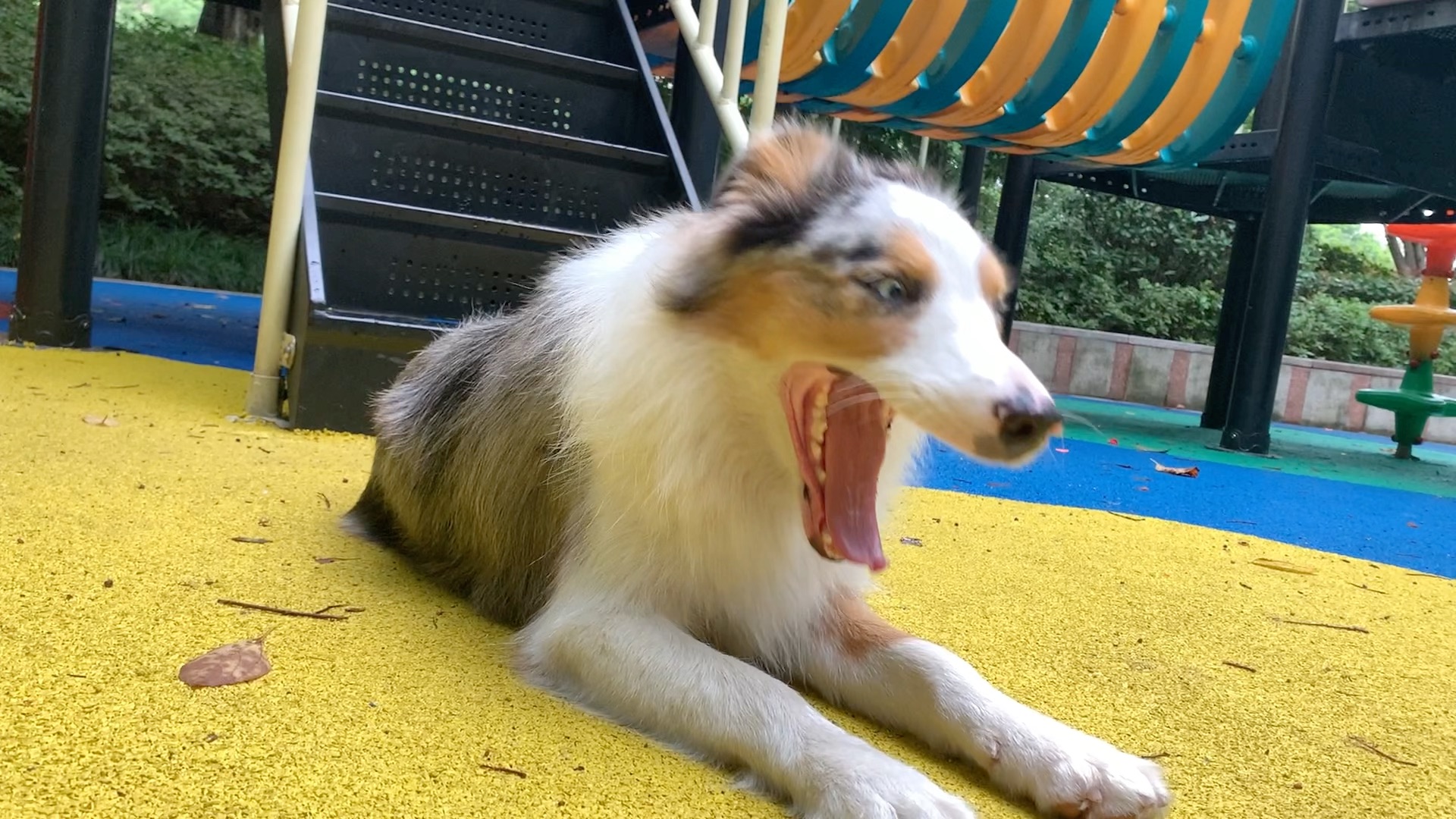 蓝陨石三色边牧_哔哩哔哩_bilibili