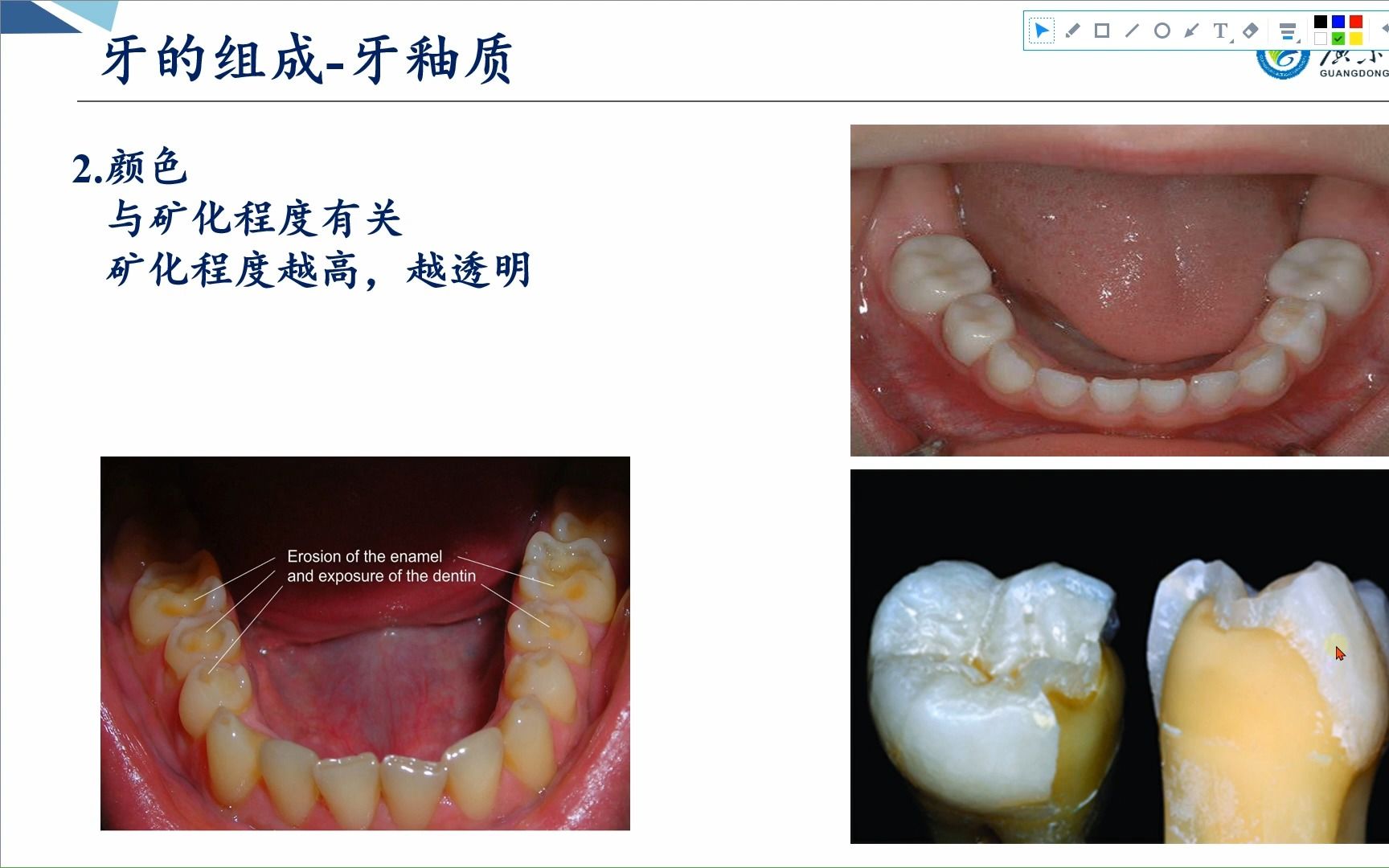 牙的组成、分类与功能:3/3哔哩哔哩bilibili