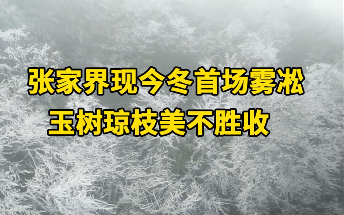 张家界现今冬首场雾凇景观,玉树琼枝美不胜收哔哩哔哩bilibili