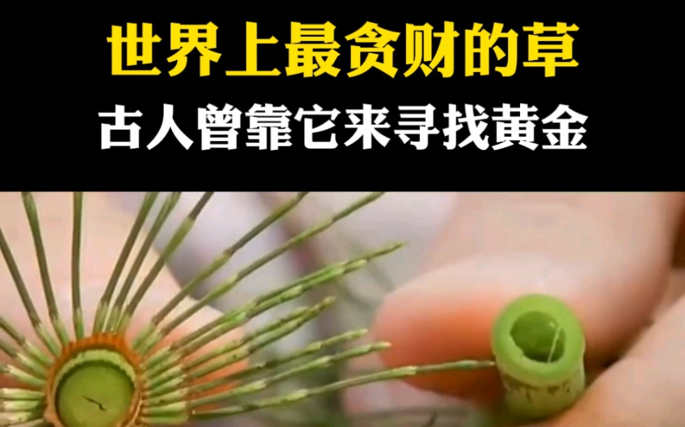 世界上最贪财的植物,生长全靠吃黄金,你的家乡有这种草吗?#涨知识 #问荆草哔哩哔哩bilibili