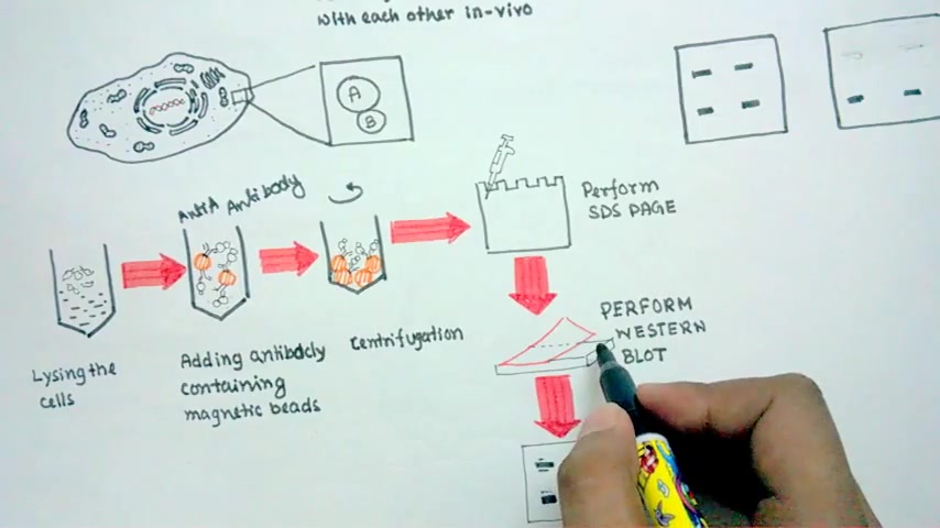 Co immuno precipitation CoIP 免疫共沉淀哔哩哔哩bilibili