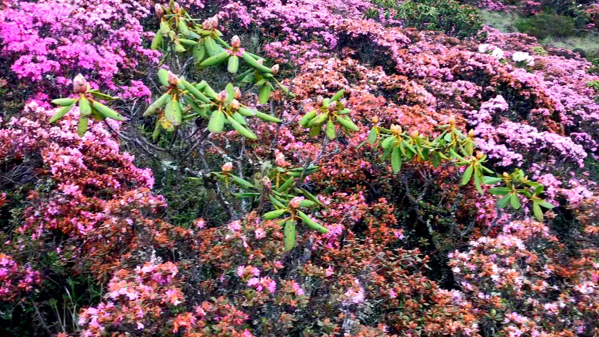 [图]金阳县百草坡十万亩各种颜色的大小索玛花(杜娟）在风中摇曳生姿