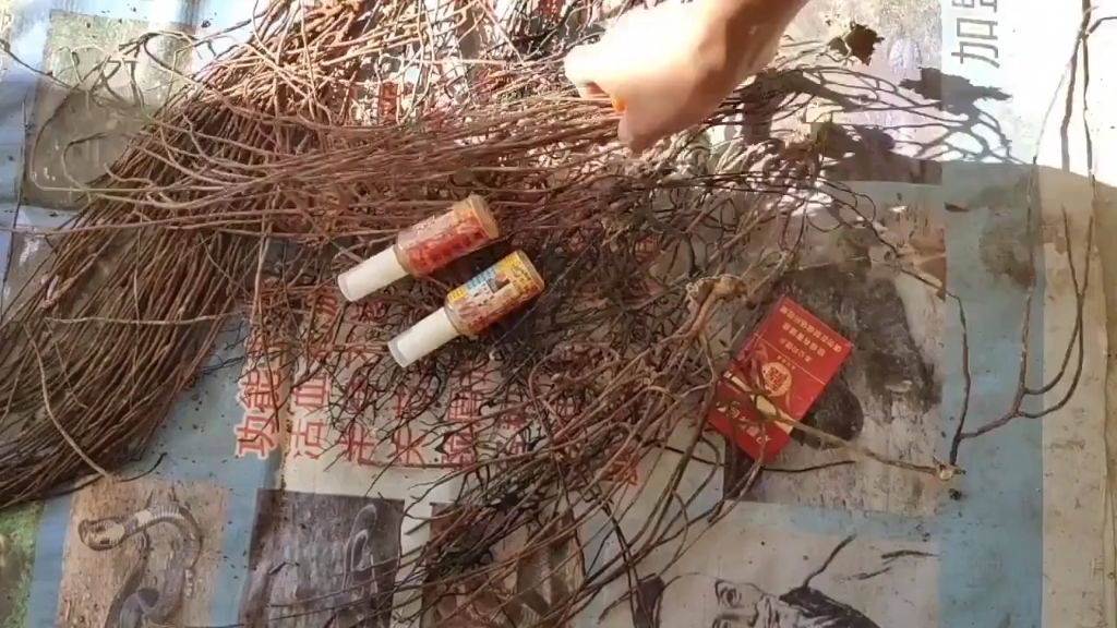 托门 蛇龙草 乌龙草 九死还魂草 江湖托门 地摊托门