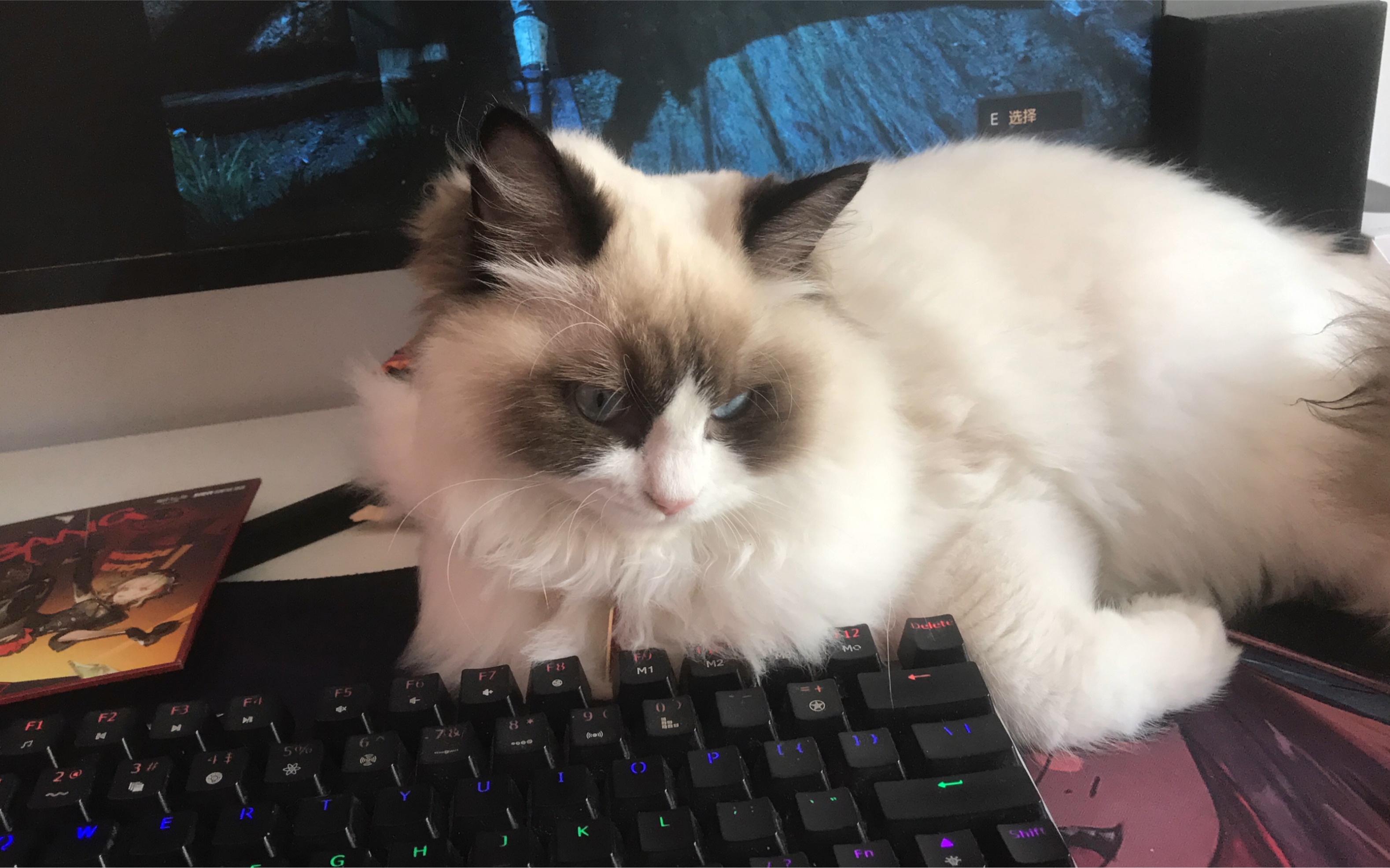 不要玩游戏了喵 来看看我喵